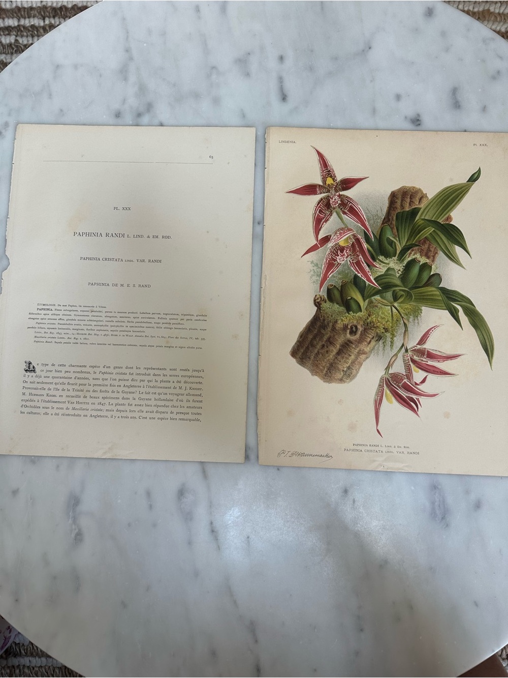 1885 Lindenia: Iconographie des Orchidées Natural History Chromolithograph